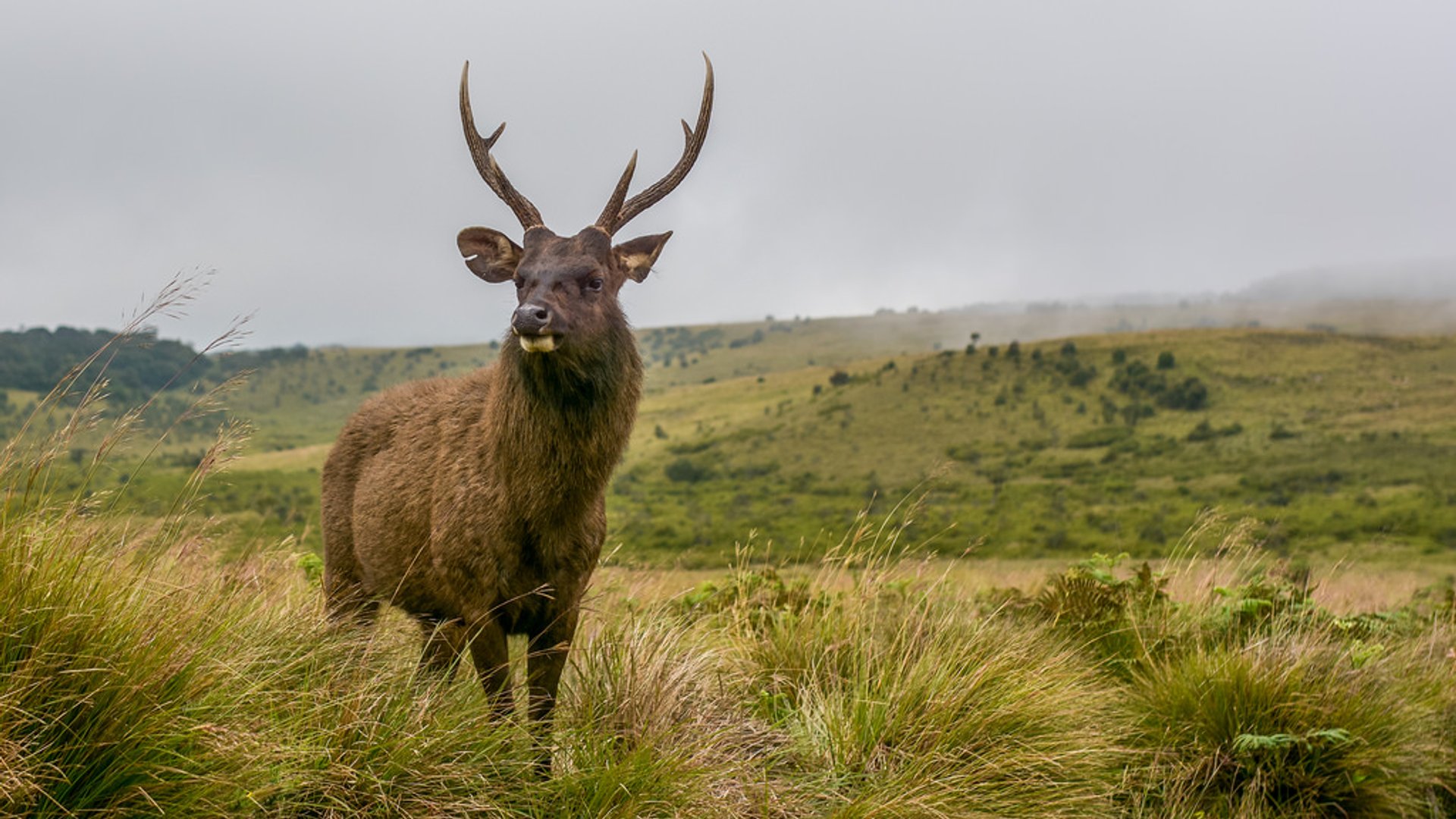 A male Sambar deer, standing in the grassy highlands of Horton Plains National Park.